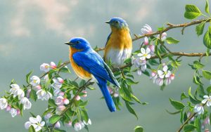 flowers-and-birds